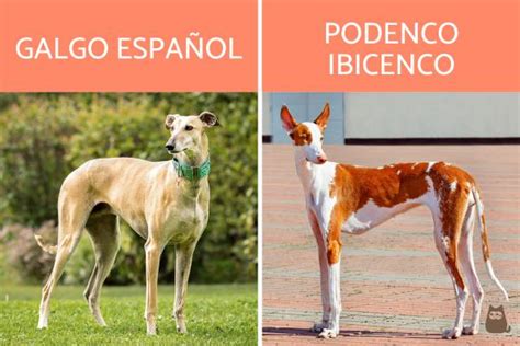 podenco paternino|Todo lo que debes saber sobre el Podenco Paternino:。